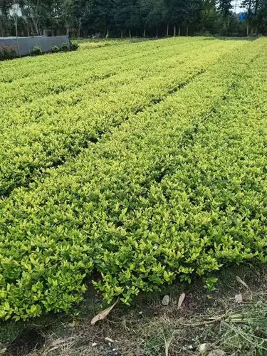 mile·米乐m6：网球拍就是空挂球吗_